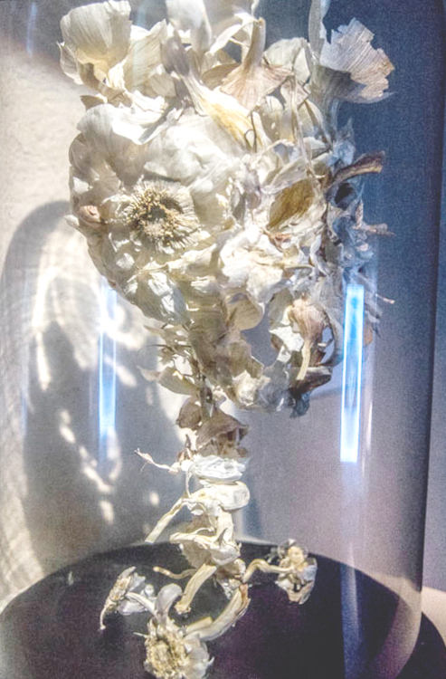 Allium sativum amen - Piet.sO  2014 sculpture vanitas with garlic leaves. Piet.sO,contemporary art